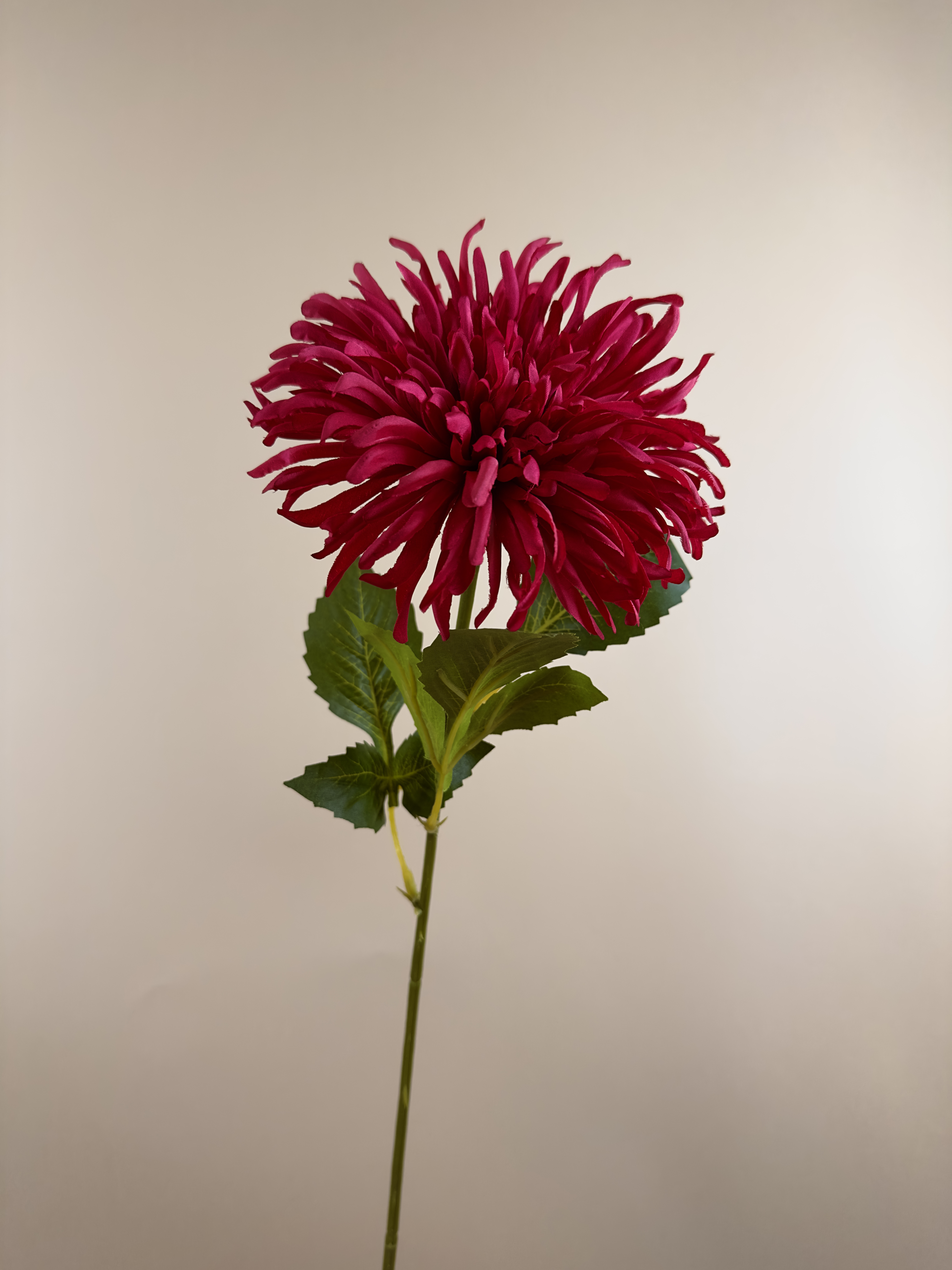 Chrysanthemum Roze