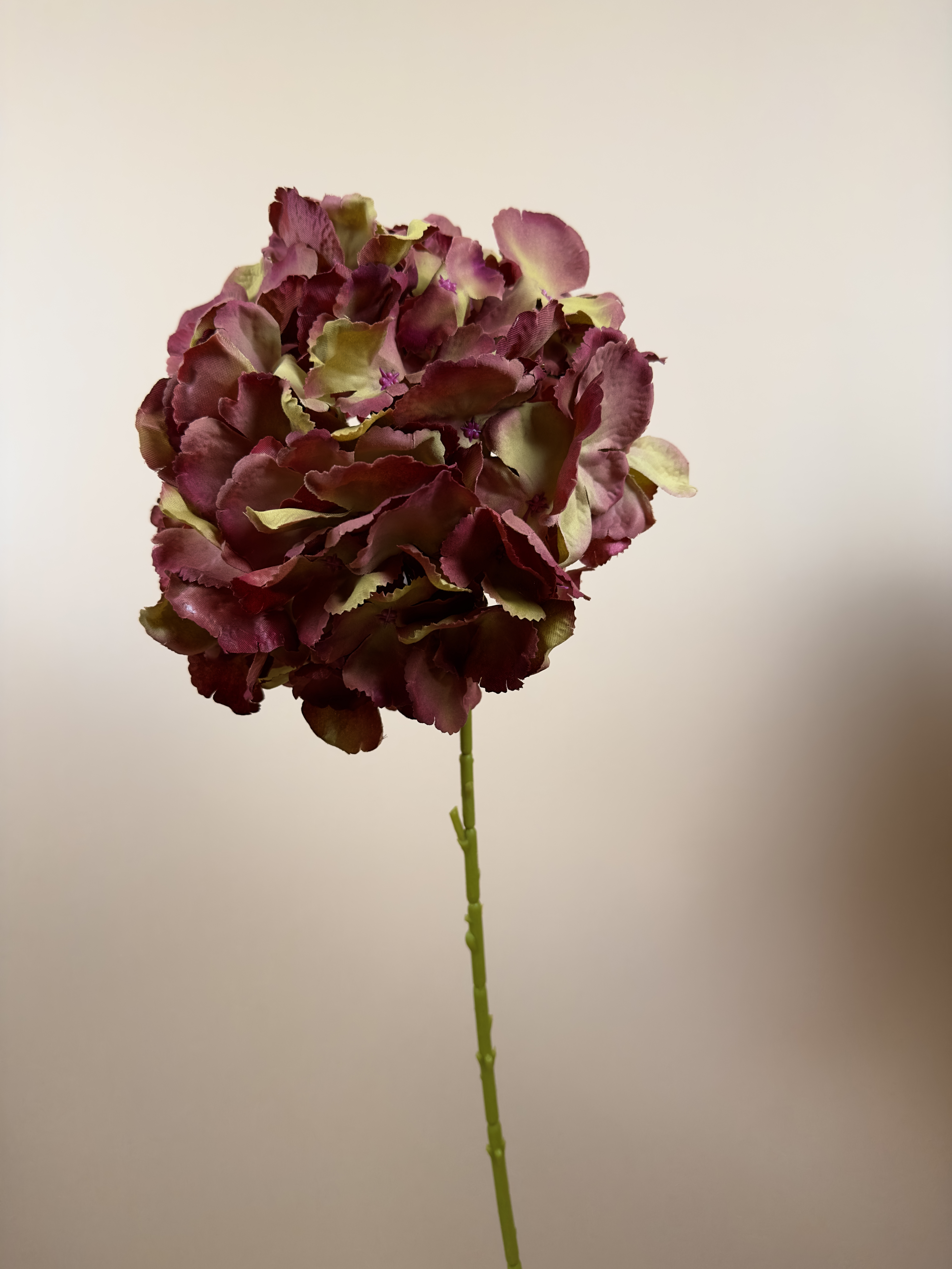 Hydrangea Roze