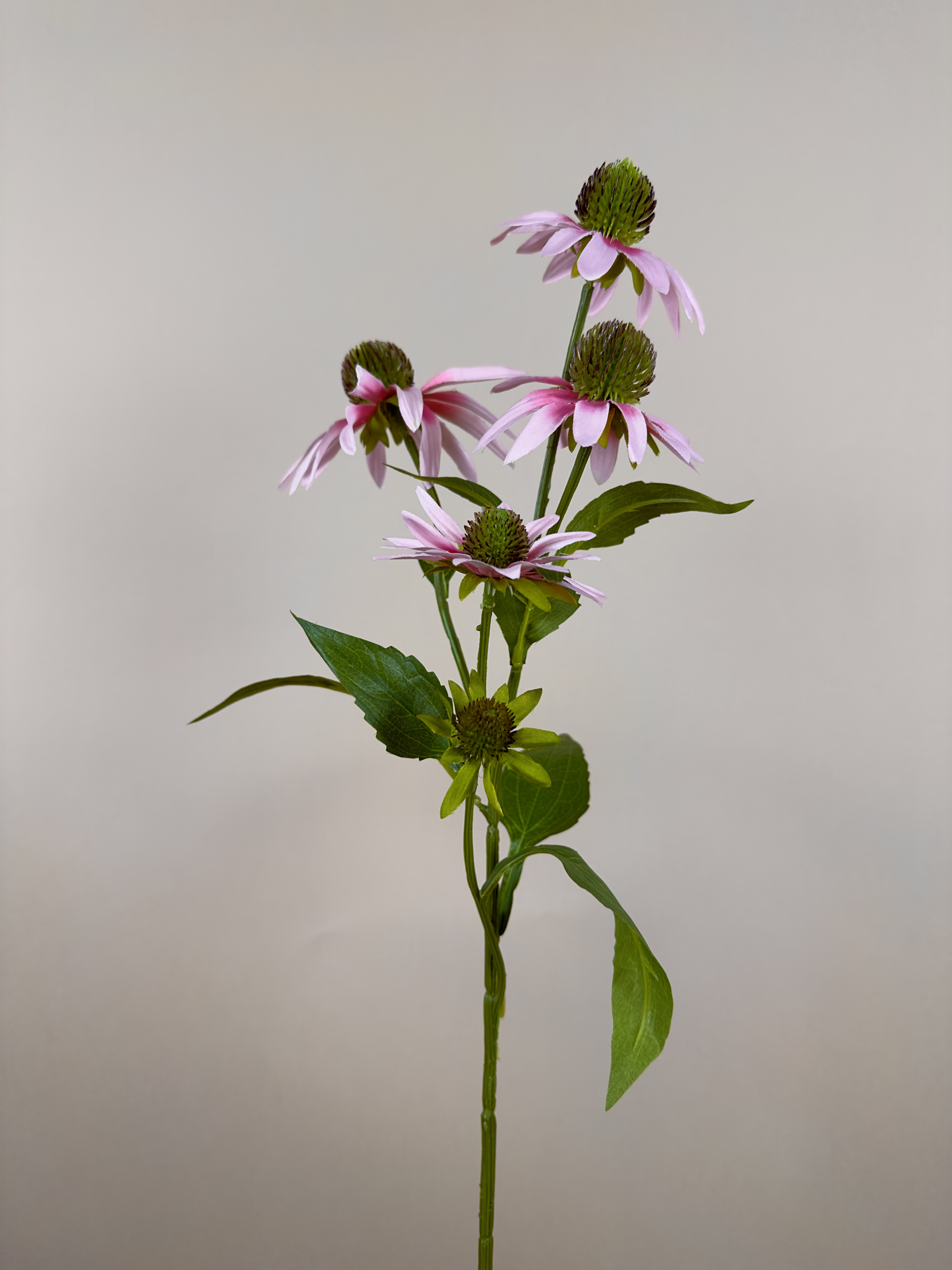 Echinacea roze
