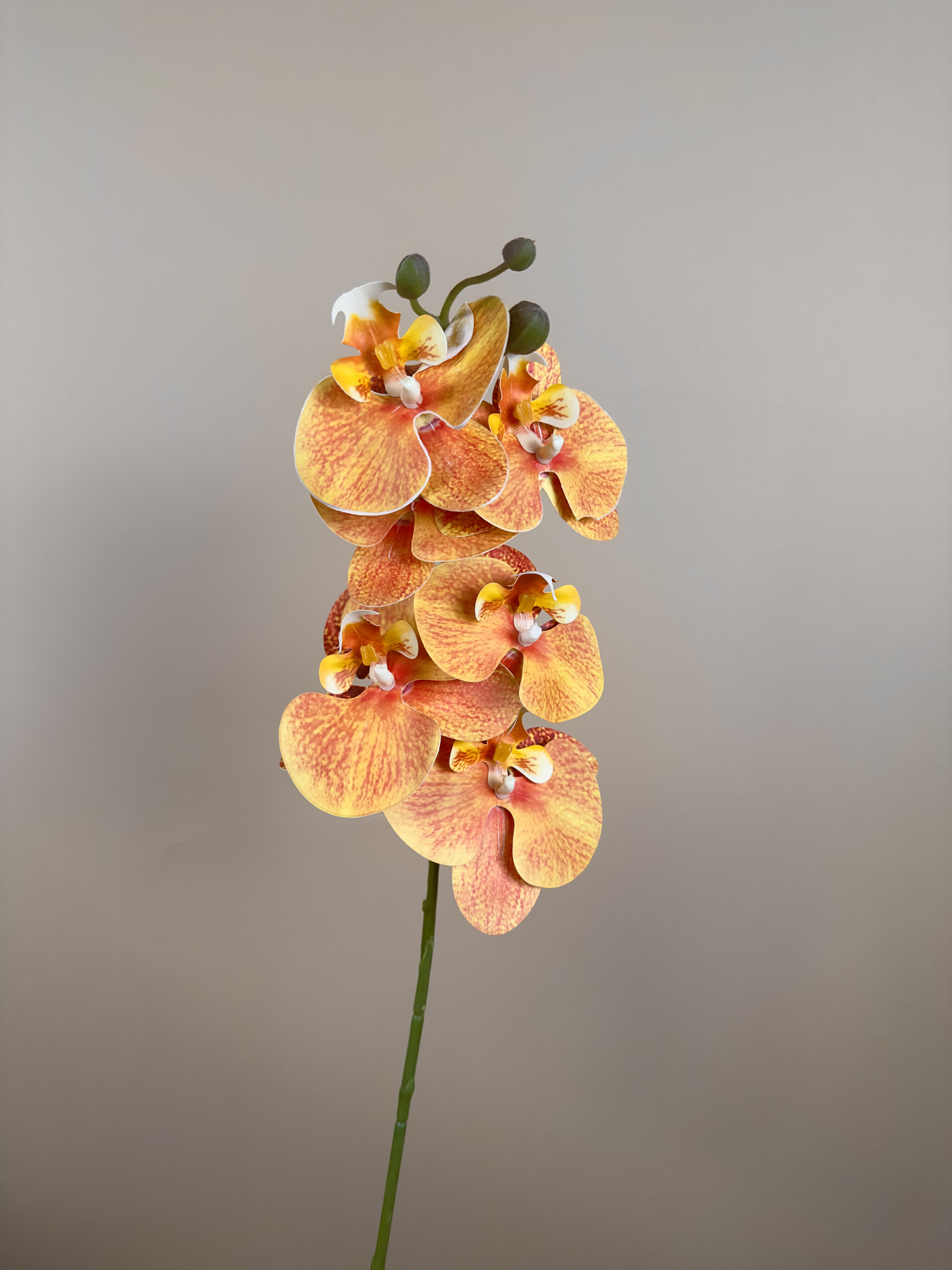 Phalaenopsis Oranje