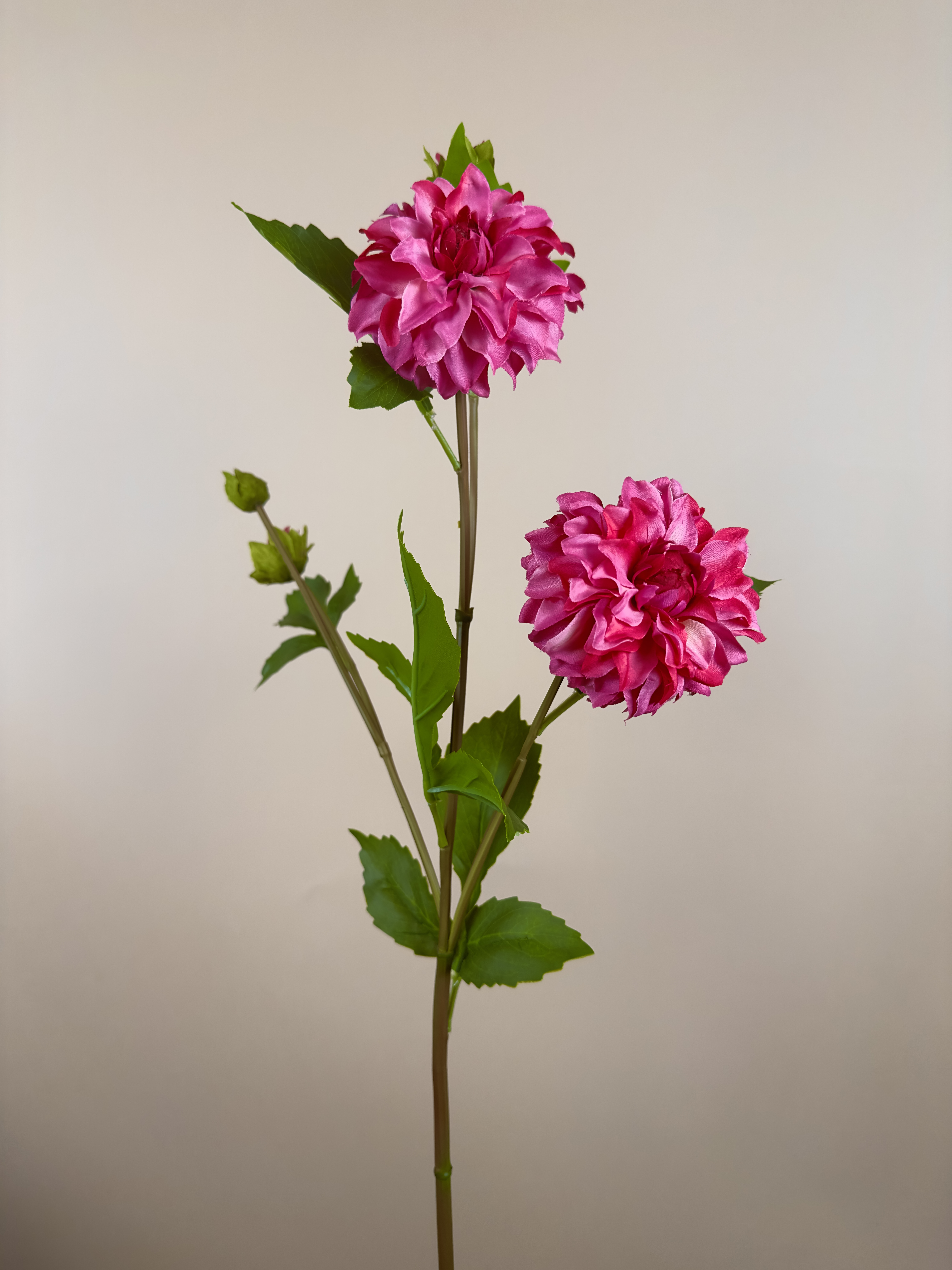Dahlia Roze