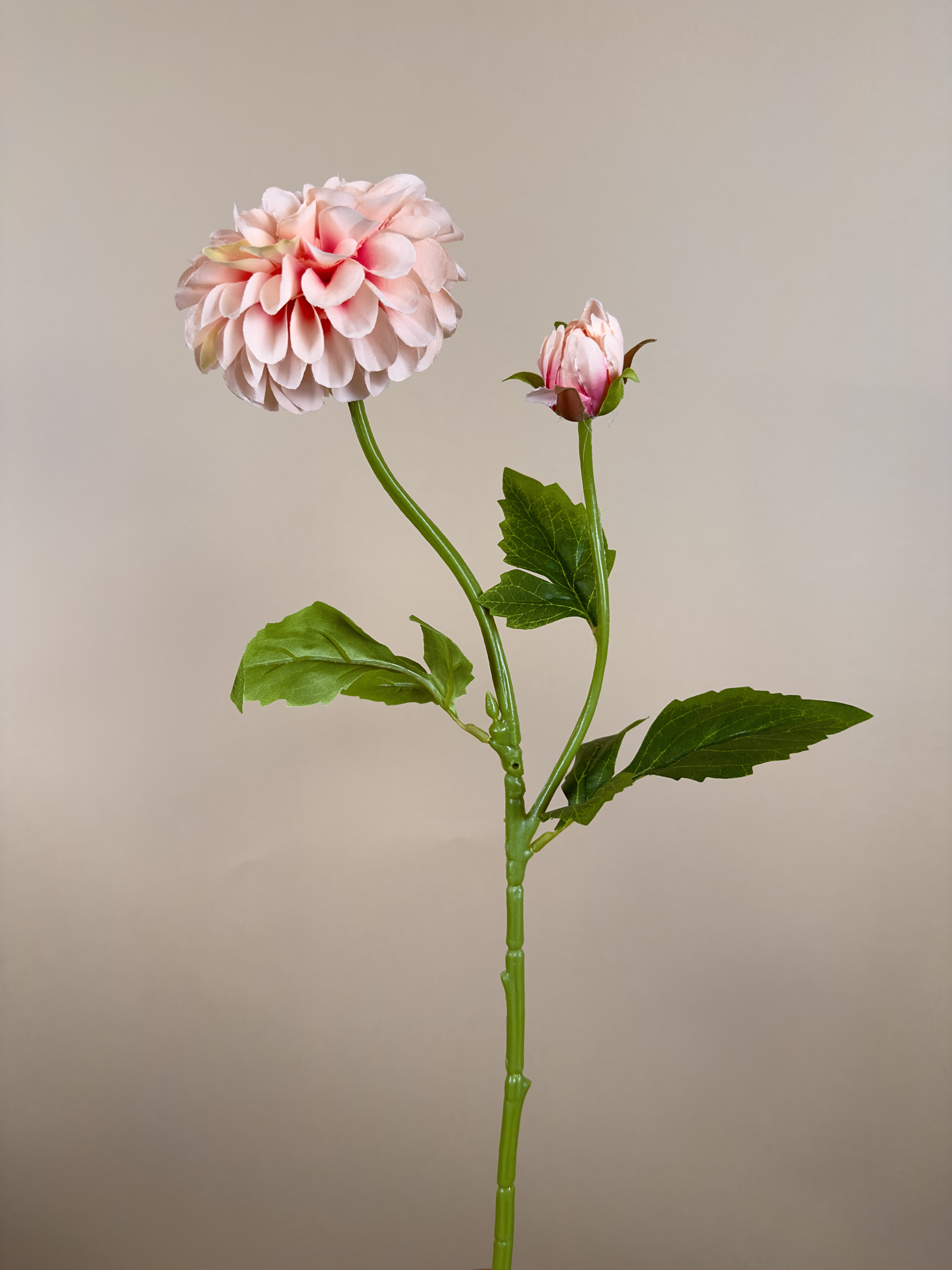 Dahlia zalm