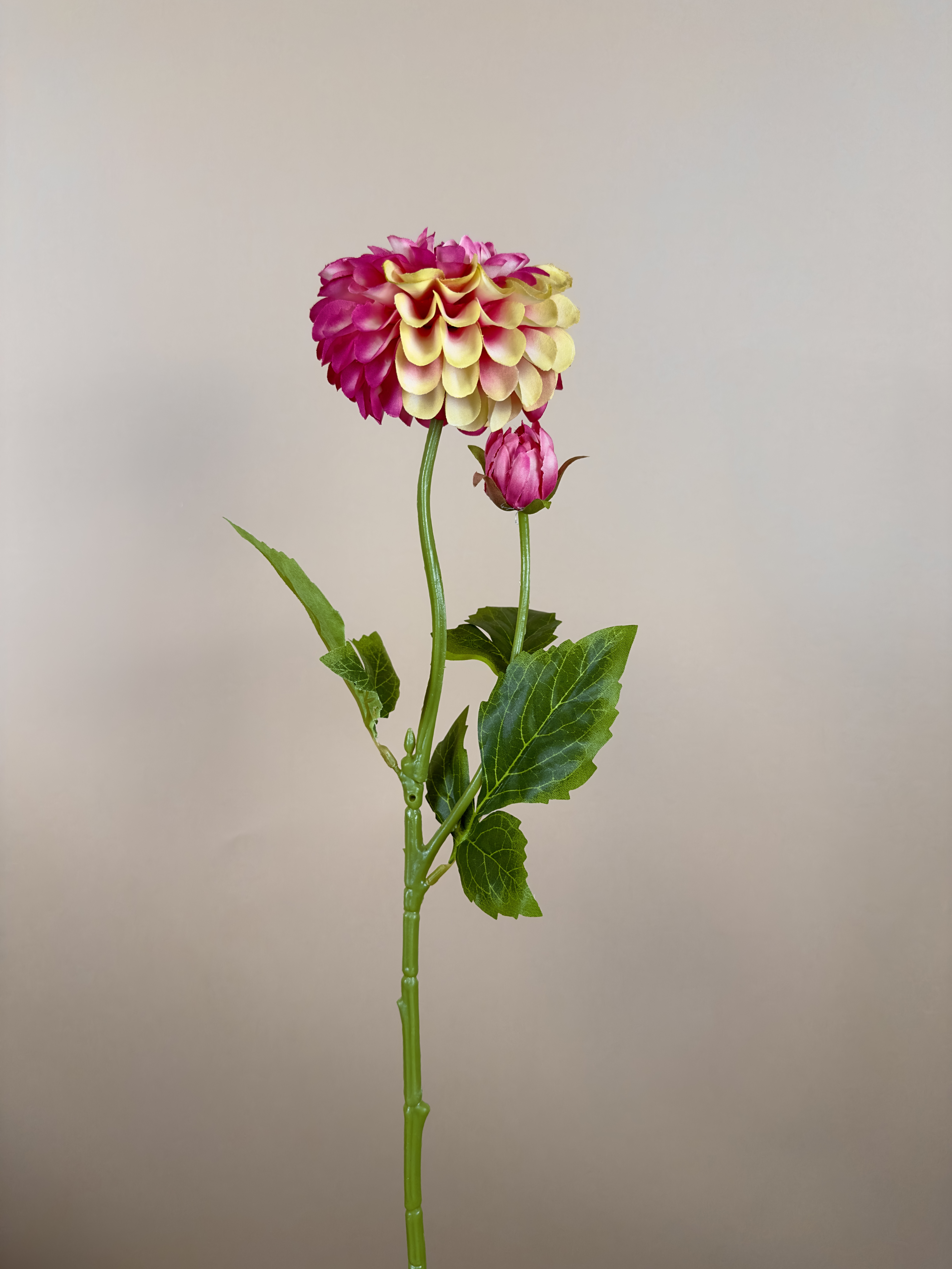 Dahlia roze groen
