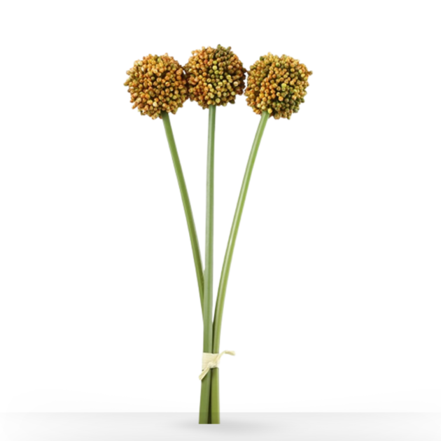 ALLIUM ORANJE