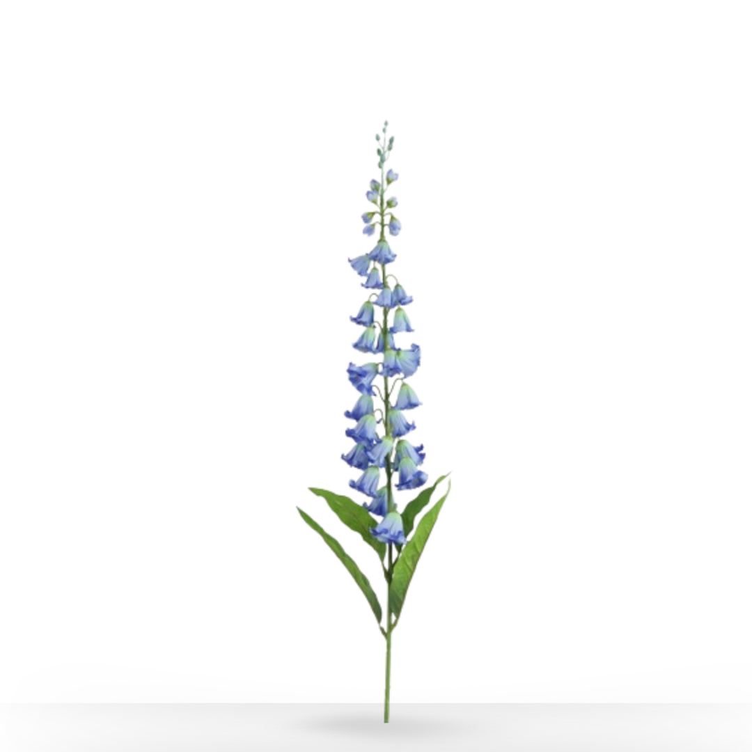 CAMPANULA BLAUW