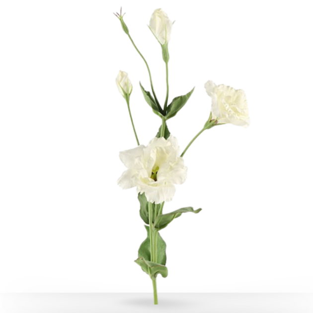 LISIANTHUS WIT